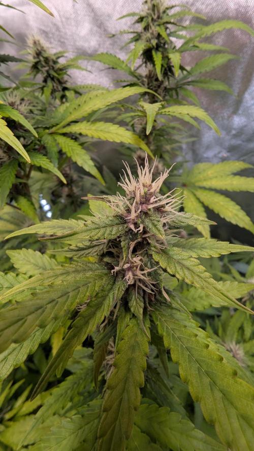 🍇Purple Opium auto-Divine Seeds. Week 7