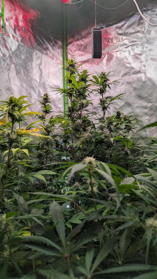 🍇Purple Opium auto-Divine Seeds. Week 7