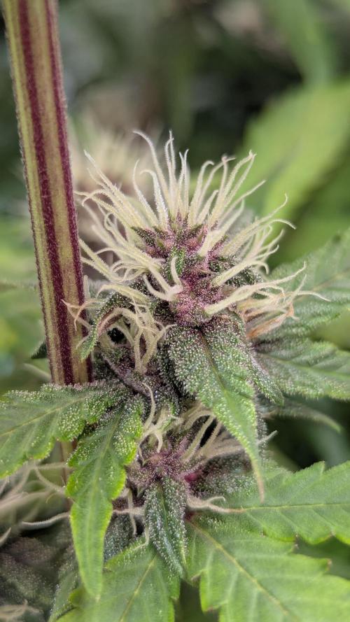 🍇Purple Opium auto-Divine Seeds. Week 7