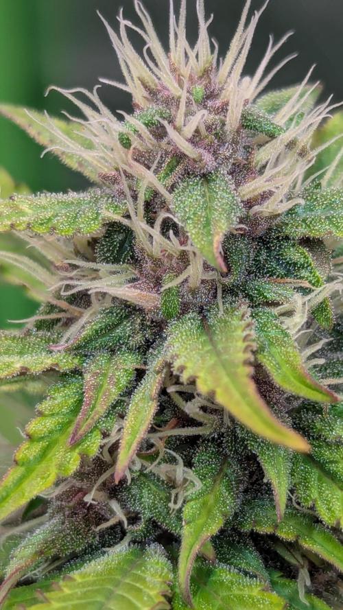 🍇Purple Opium auto-Divine Seeds. Week 7