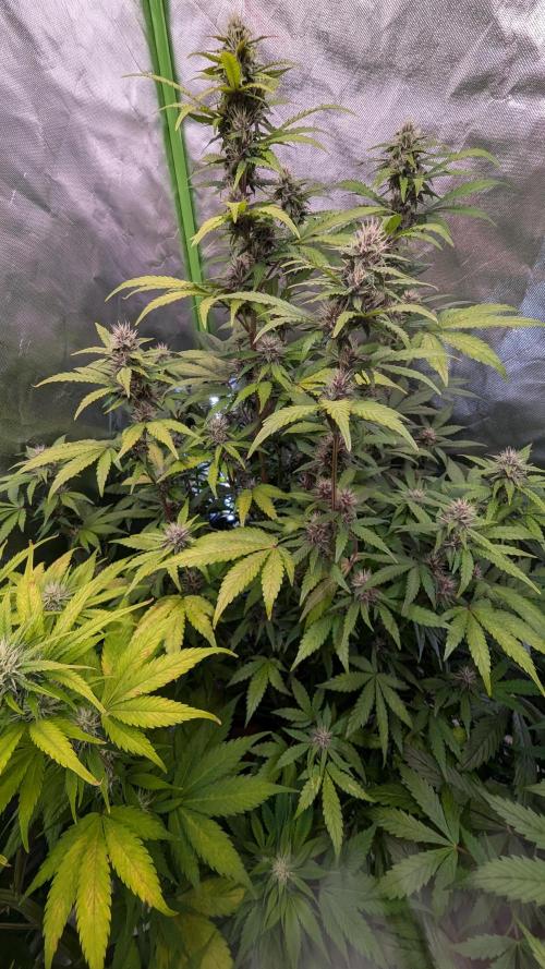 Auto Purple Opium. Week 7