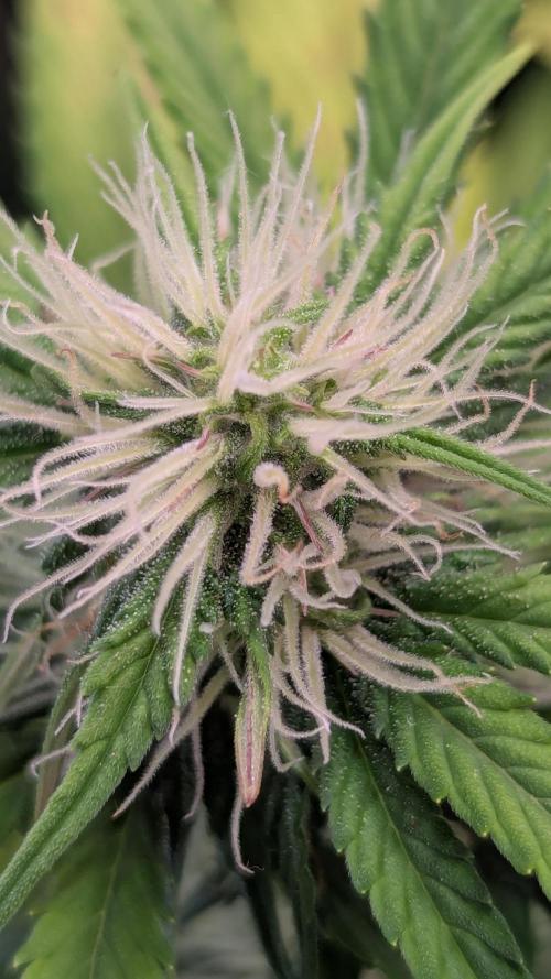 😈🍋Purple Lemonade auto - RQS🦁. Week 7