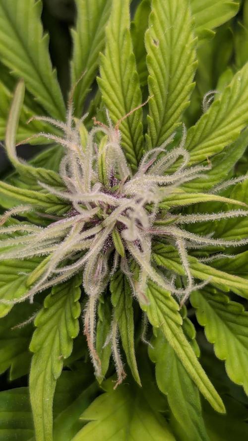 😈🍋Purple Lemonade auto - RQS🦁. Week 7