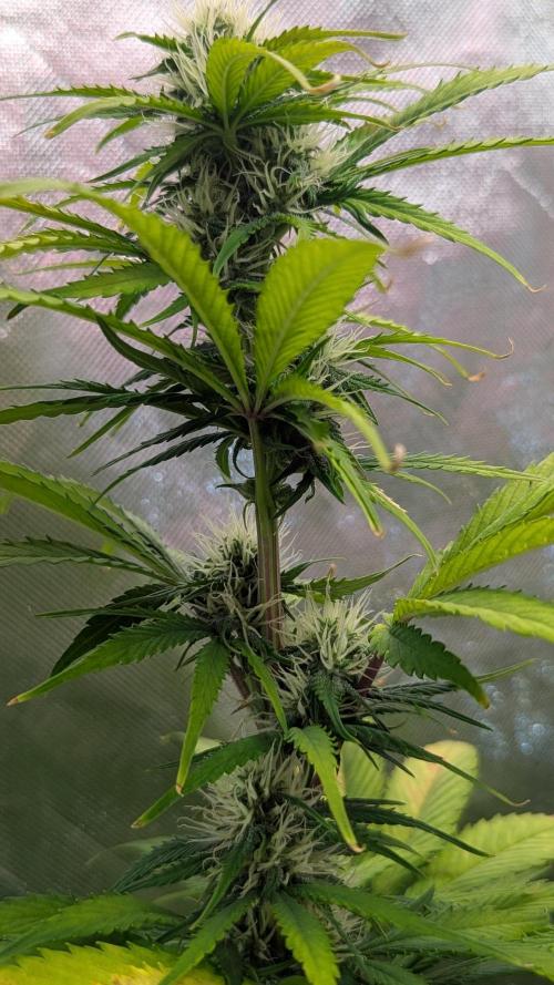 😈🍋Purple Lemonade auto - RQS🦁. Week 7