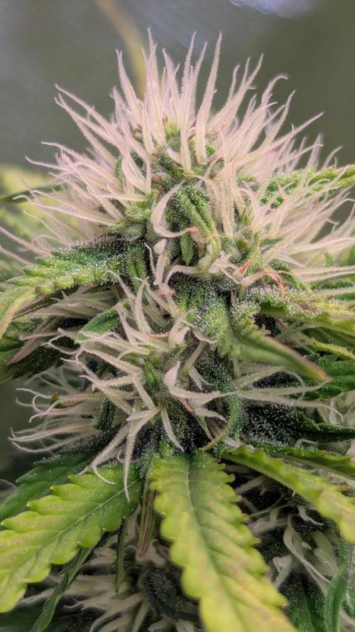 😈🍋Purple Lemonade auto - RQS🦁. Week 7