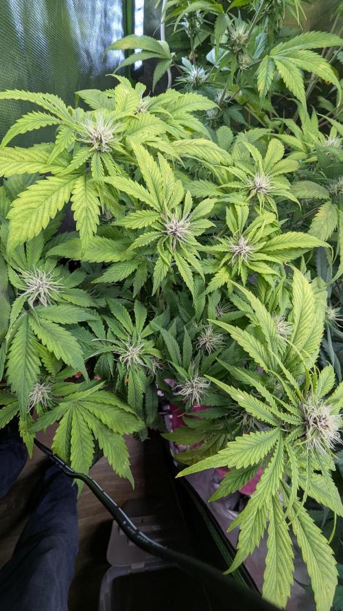 😈🍋Purple Lemonade auto - RQS🦁. Week 7