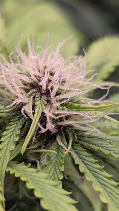 😈🍋Purple Lemonade auto - RQS🦁. Week 7