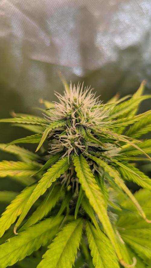 😈🍋Purple Lemonade auto - RQS🦁. Week 7