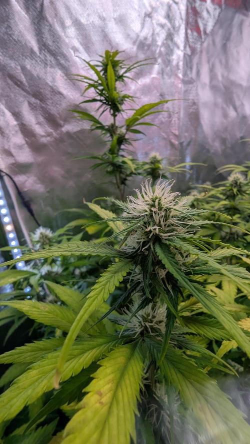 😈🍋Purple Lemonade auto - RQS🦁. Week 7