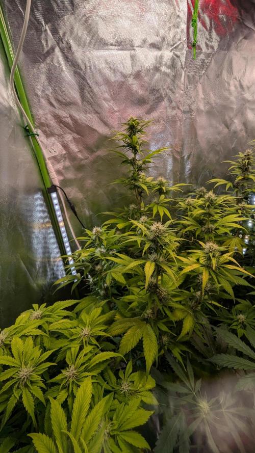 😈🍋Purple Lemonade auto - RQS🦁. Week 7
