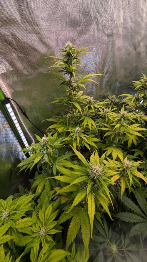 😈🍋Purple Lemonade auto - RQS🦁. Week 7