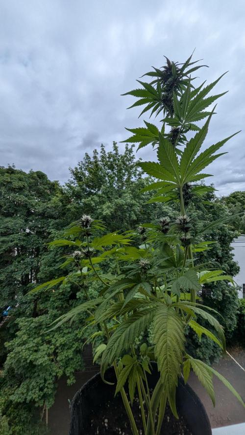 🍋Lemon 🍒 Cherry 🍪Cookies Auto. Week 7