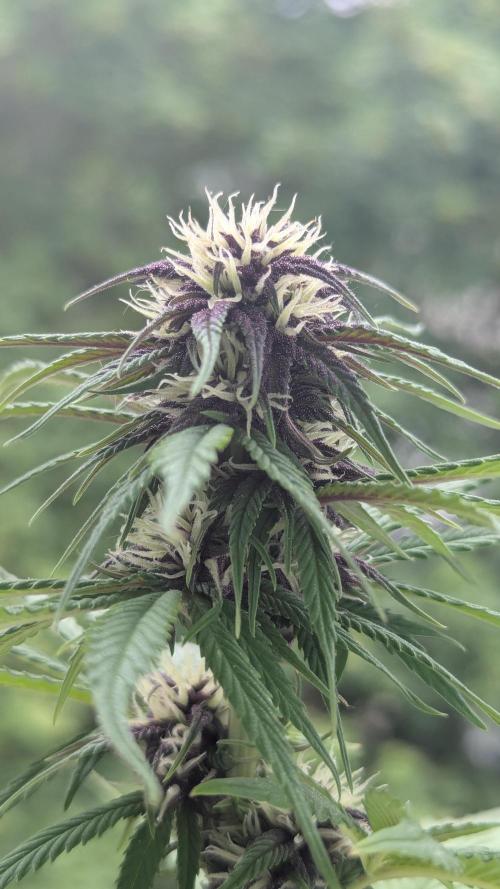 🍋Lemon 🍒 Cherry 🍪Cookies Auto. Week 7