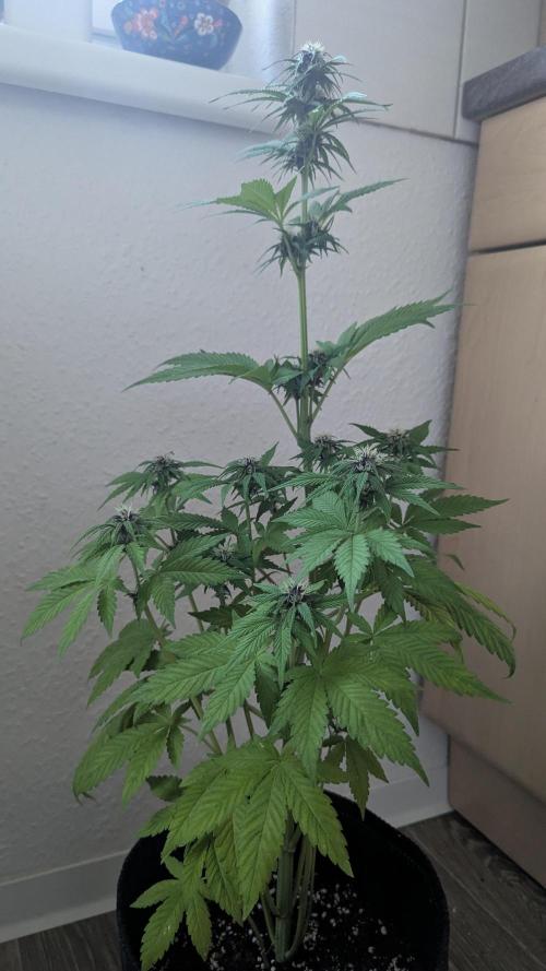 🍋Lemon 🍒 Cherry 🍪Cookies Auto. Week 7