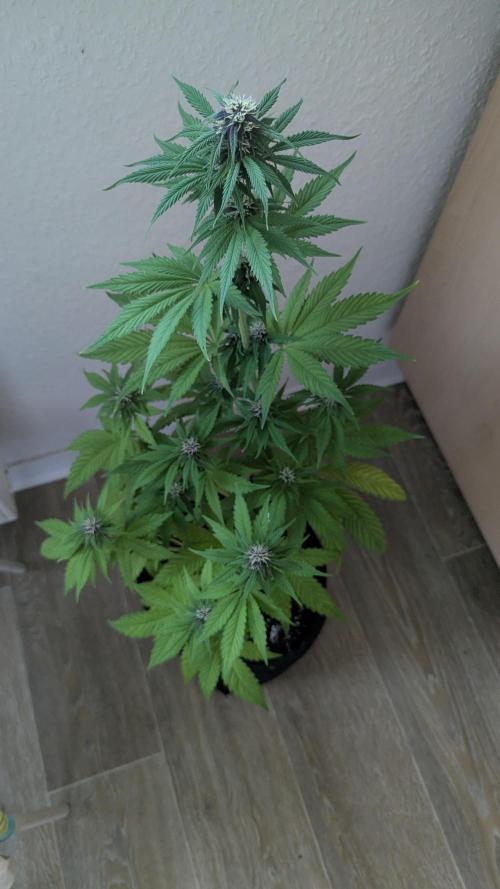 🍋Lemon 🍒 Cherry 🍪Cookies Auto. Week 7