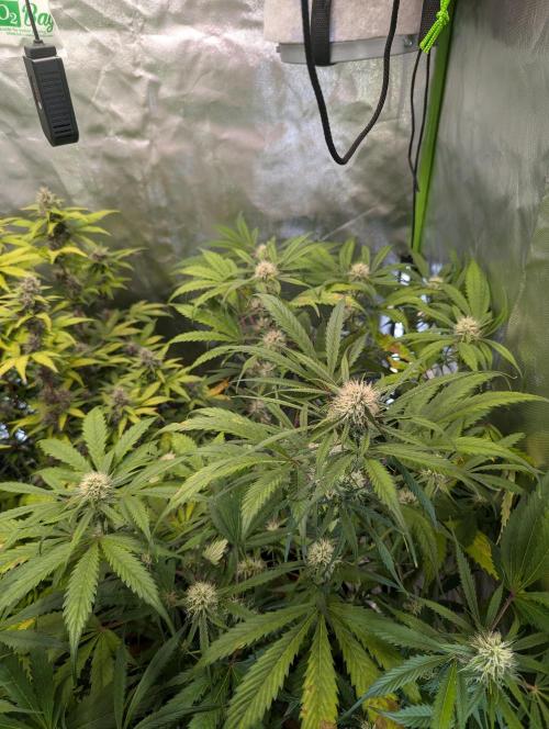 🧔💸 Pablo Escobar-Divine Seeds. Week 7