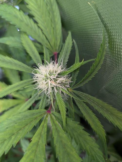 🧔💸 Pablo Escobar-Divine Seeds. Week 7