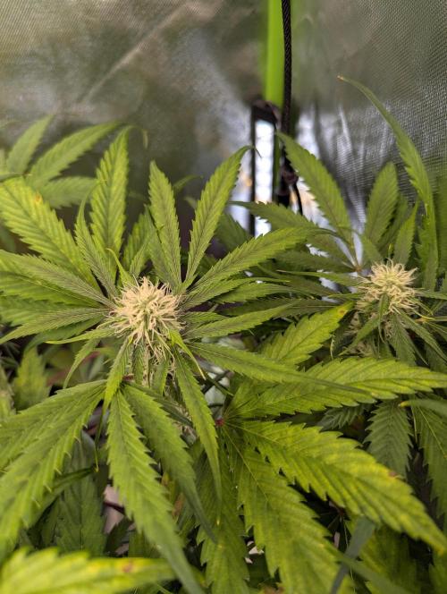 🧔💸 Pablo Escobar-Divine Seeds. Week 7