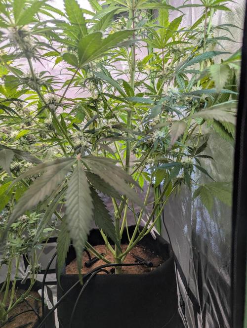 🧔💸 Pablo Escobar-Divine Seeds. Week 7