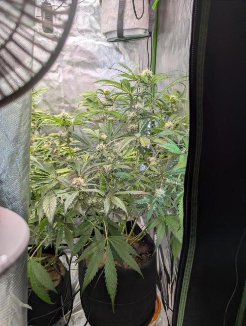 Auto Pablo Escobar. Week 7