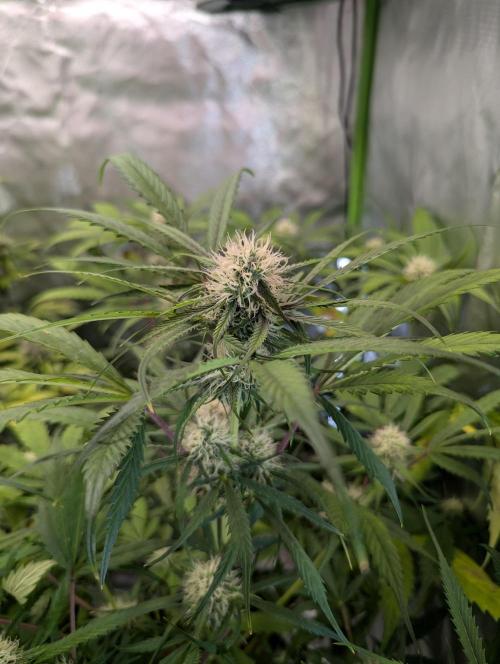 🧔💸 Pablo Escobar-Divine Seeds. Week 7