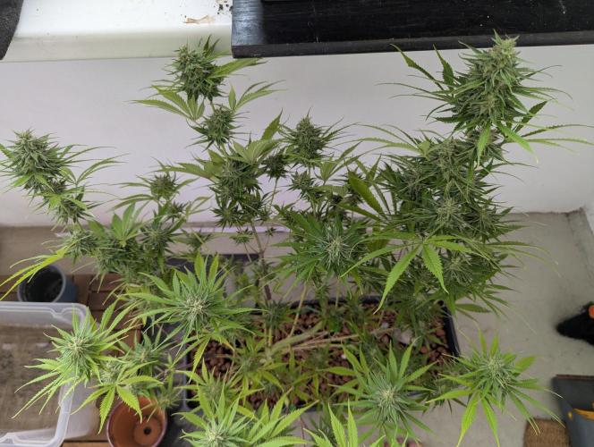 Recycling/in-Outdoor project NL+AB. Week 12