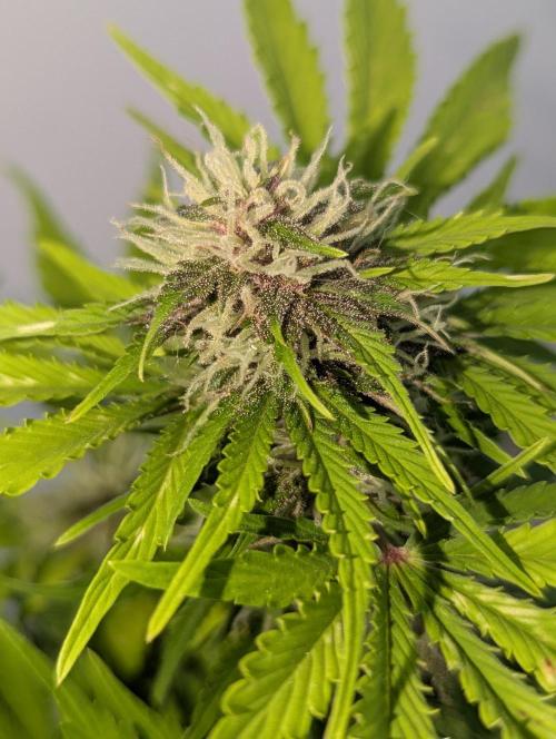 😈🍋Purple Lemonade auto - RQS🦁. Week 8