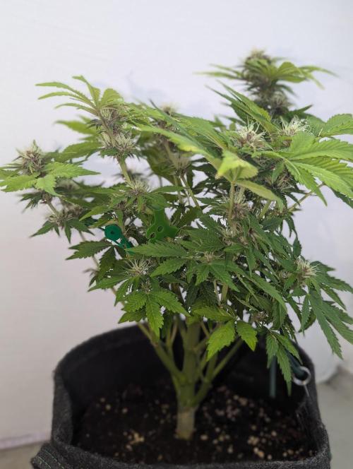 😈🍋Purple Lemonade auto - RQS🦁. Week 8
