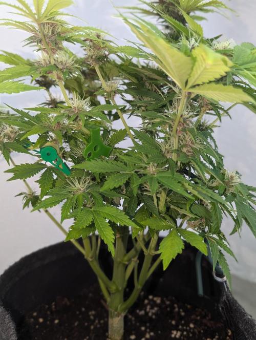 😈🍋Purple Lemonade auto - RQS🦁. Week 8