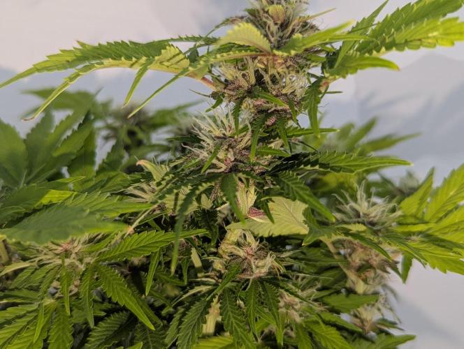 😈🍋Purple Lemonade auto - RQS🦁. Week 8