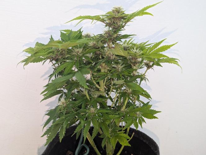 😈🍋Purple Lemonade auto - RQS🦁. Week 8