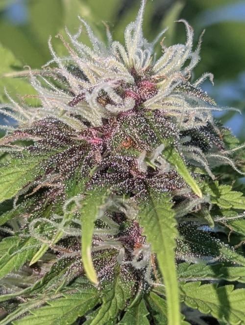 😈🍋Purple Lemonade auto - RQS🦁. Week 8