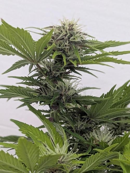 😈🍋Purple Lemonade auto - RQS🦁. Week 8