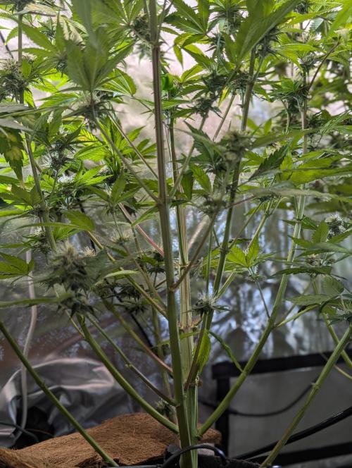😈🍋Purple Lemonade auto - RQS🦁. Week 8