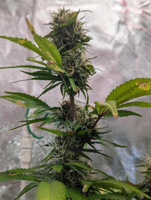 😈🍋Purple Lemonade auto - RQS🦁. Week 8