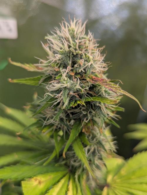 😈🍋Purple Lemonade auto - RQS🦁. Week 8