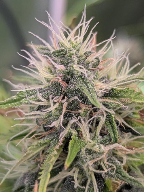 😈🍋Purple Lemonade auto - RQS🦁. Week 8