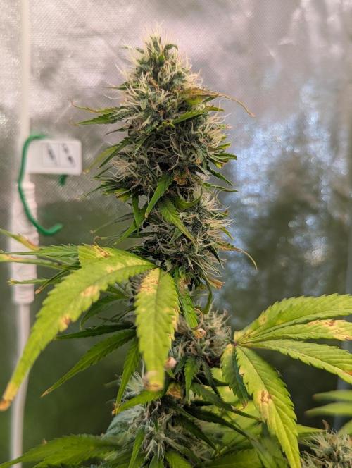 😈🍋Purple Lemonade auto - RQS🦁. Week 8