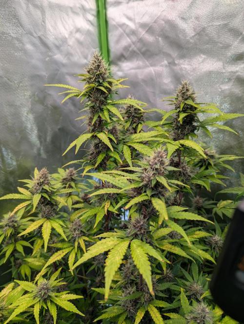 🍇Purple Opium auto-Divine Seeds. Week 8