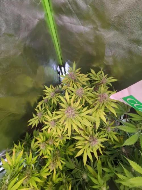 🍇Purple Opium auto-Divine Seeds