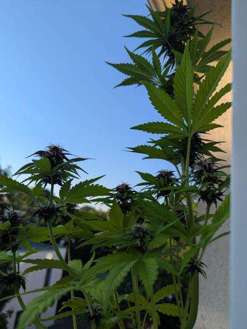 🍋Lemon 🍒 Cherry 🍪Cookies Auto. Week 8