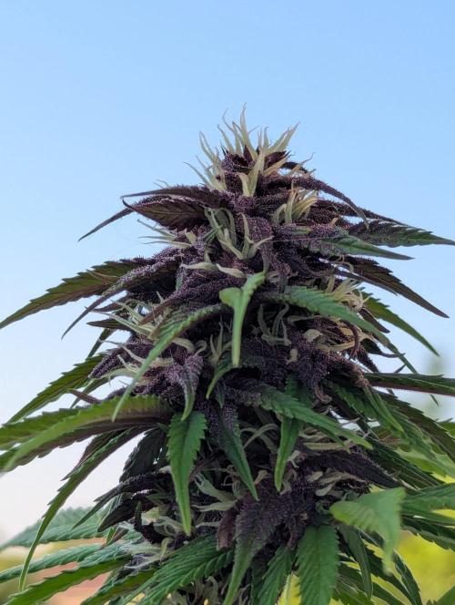 🍋Lemon 🍒 Cherry 🍪Cookies Auto. Week 8