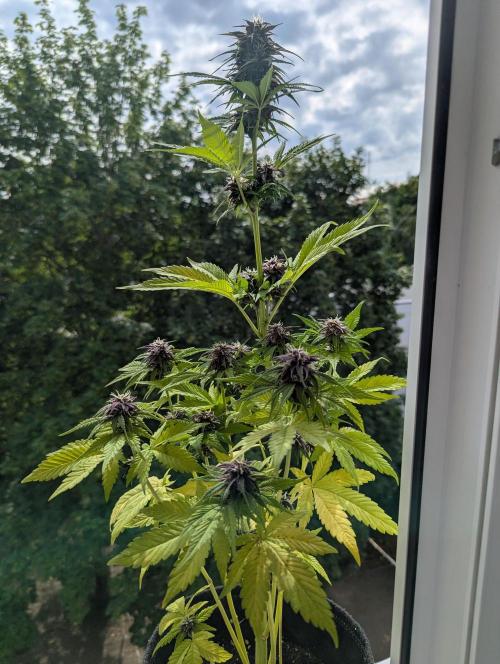 🍋Lemon 🍒 Cherry 🍪Cookies Auto. Week 8