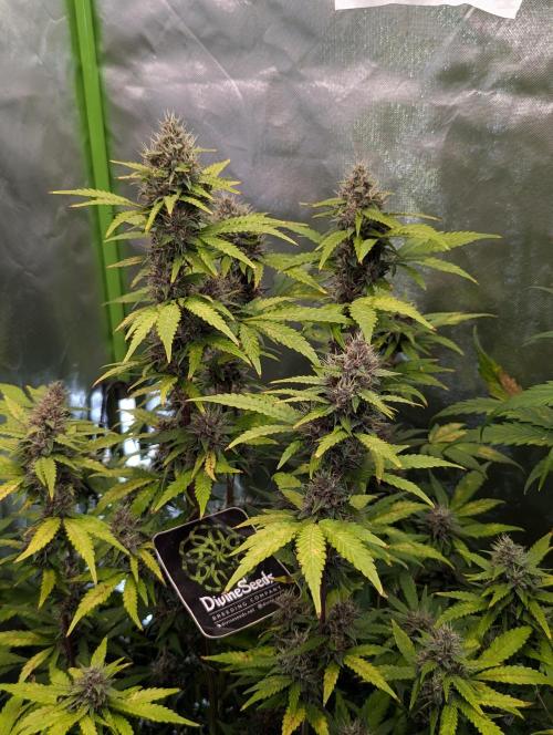 🍇Purple Opium auto-Divine Seeds. Week 8