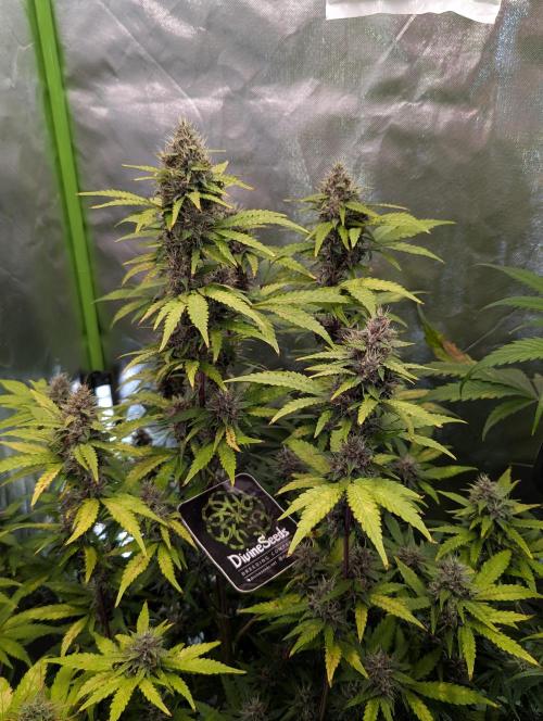 🍇Purple Opium auto-Divine Seeds. Week 8