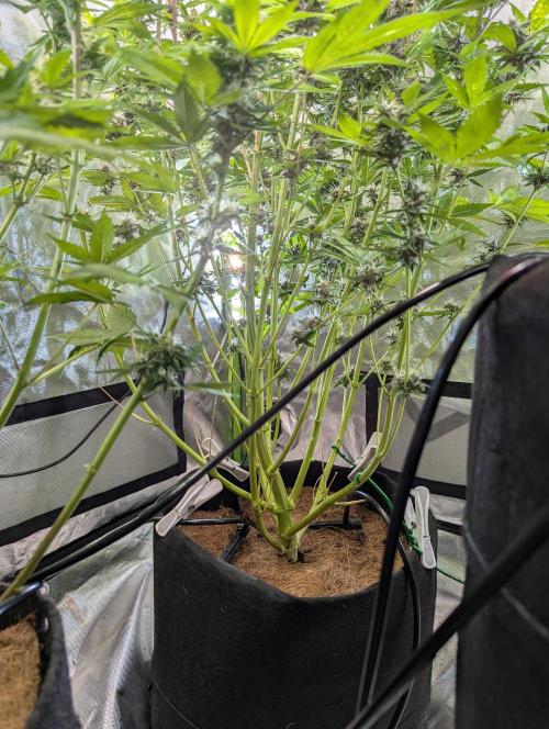 🍇Purple Opium auto-Divine Seeds. Week 8