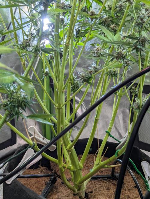 🍇Purple Opium auto-Divine Seeds. Week 8