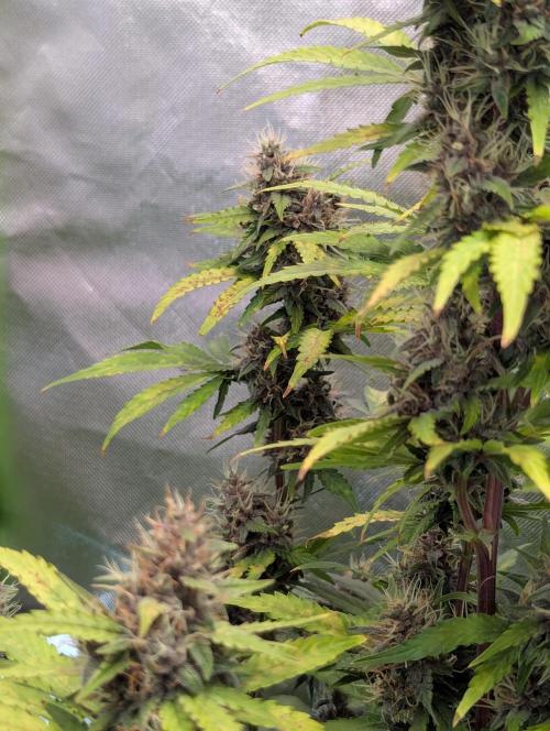 🍇Purple Opium auto-Divine Seeds. Week 8