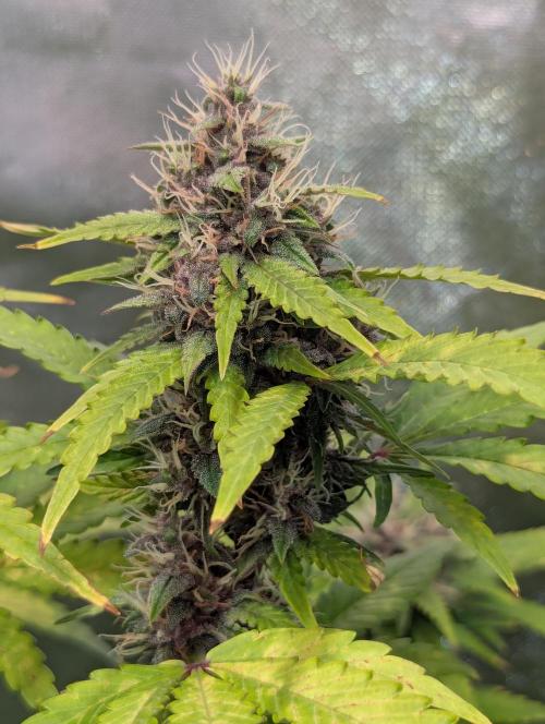 🍇Purple Opium auto-Divine Seeds. Week 8