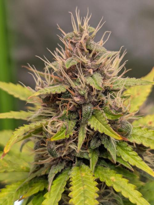 🍇Purple Opium auto-Divine Seeds. Week 8